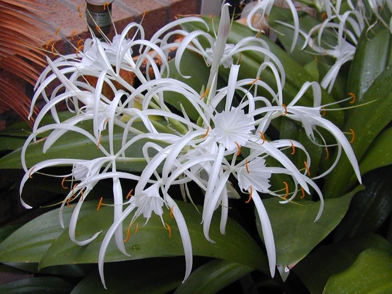 Caribbean Spiderlily photo 5