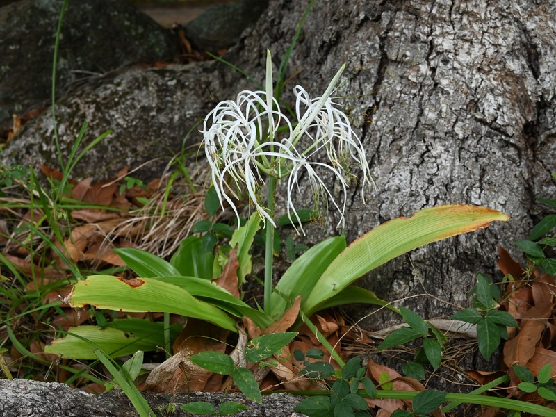 Caribbean Spiderlily photo 2
