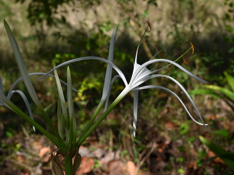 Caribbean Spiderlily photo 3