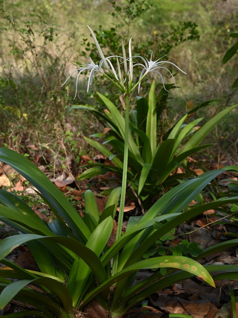 Caribbean Spiderlily photo 4