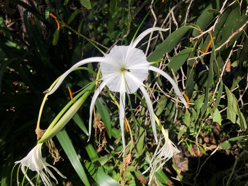 Caribbean Spiderlily
