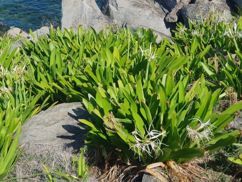 Caribbean Spiderlily photo 2