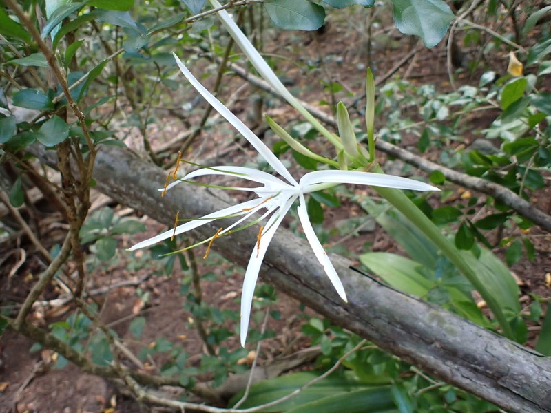 Caribbean Spiderlily photo 3