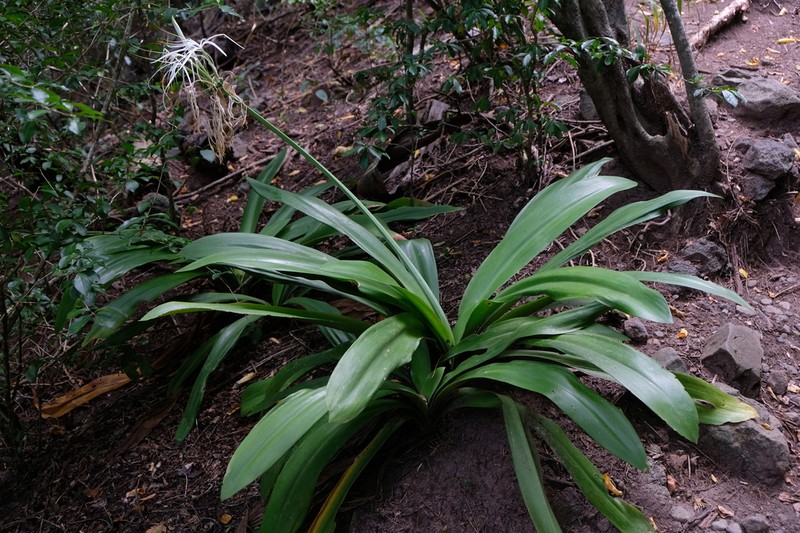 Caribbean Spiderlily photo 4
