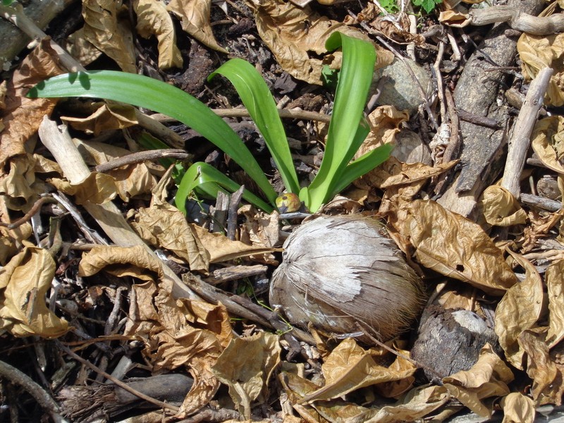 Caribbean Spiderlily photo 5