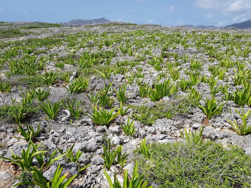 Caribbean Spiderlily photo 6
