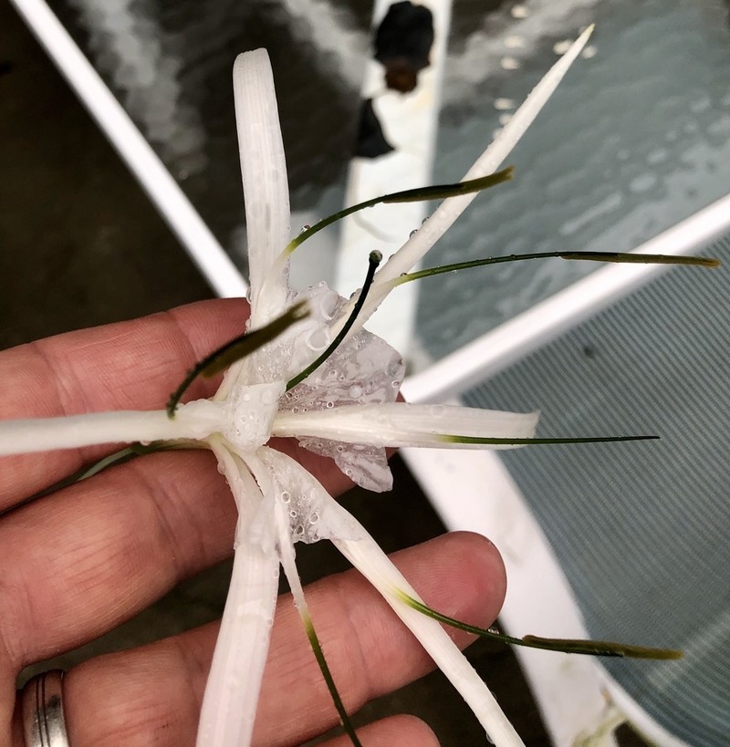 Caribbean Spiderlily photo 7