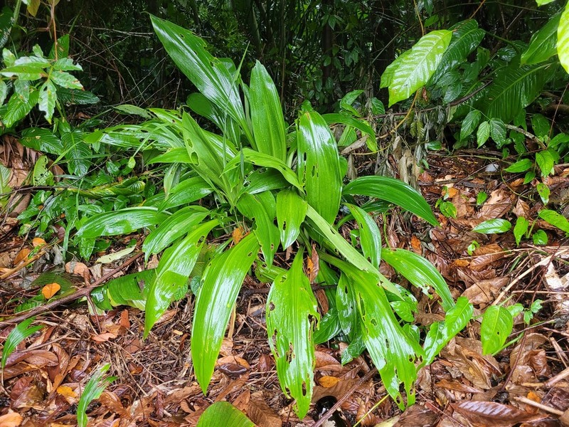 Caribbean Spiderlily photo 8