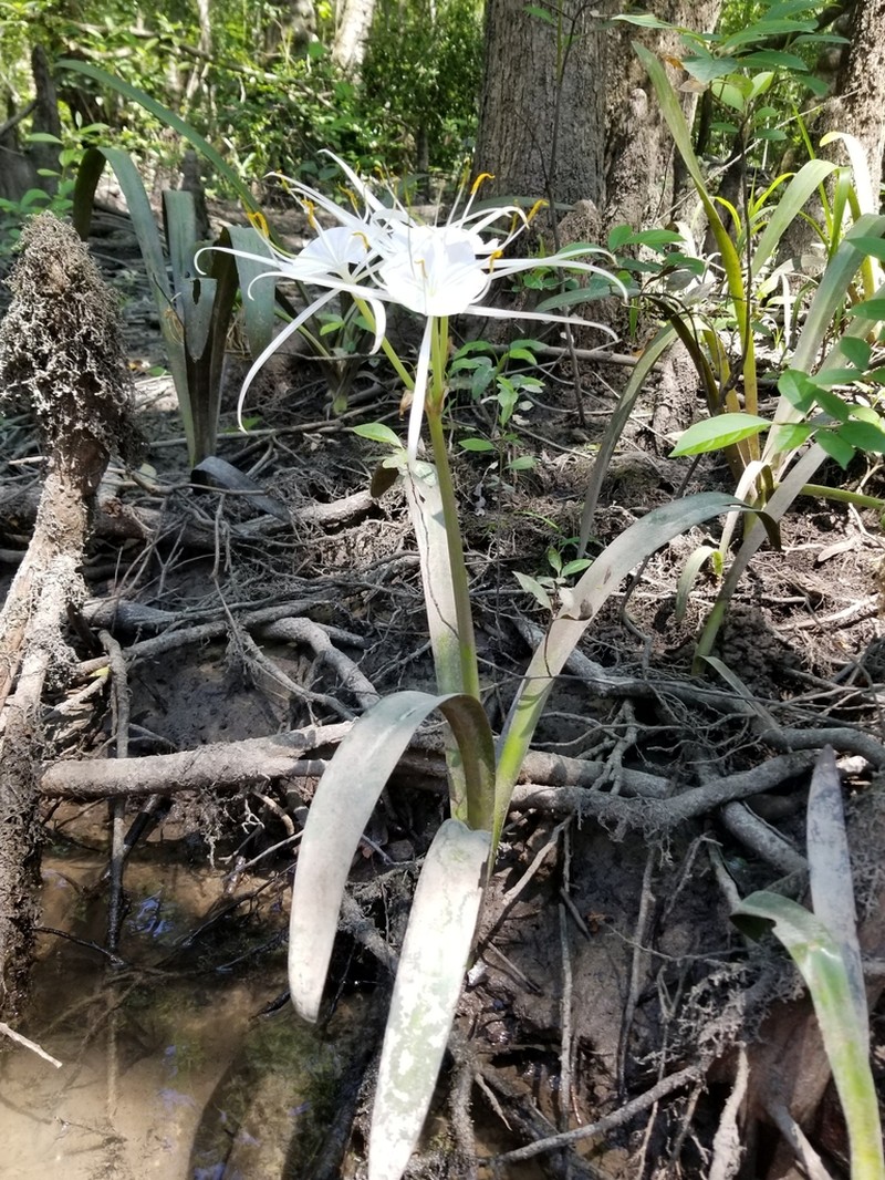 Choctaw Spiderlily