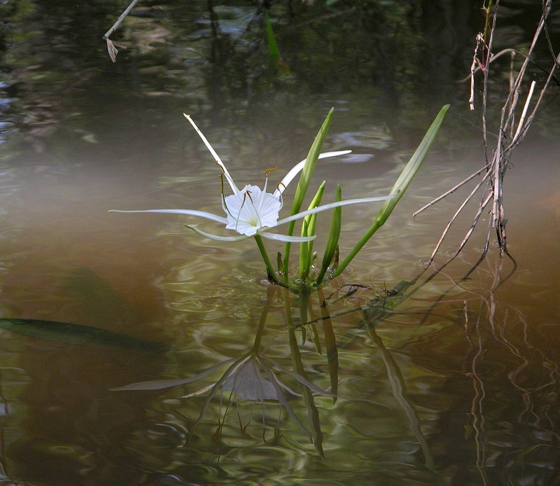 Choctaw Spiderlily photo 2