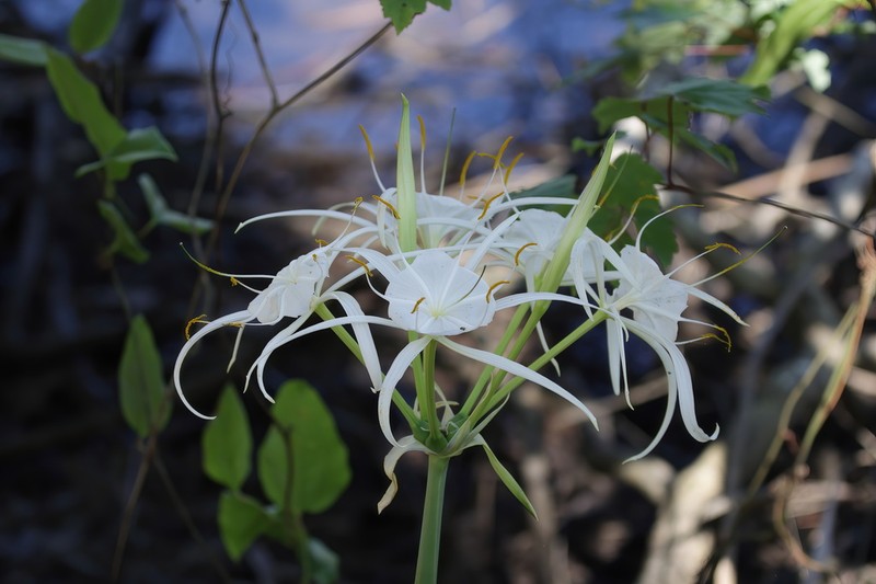 Choctaw Spiderlily photo 3