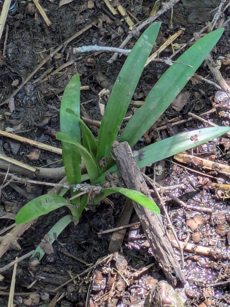 Choctaw Spiderlily photo 4