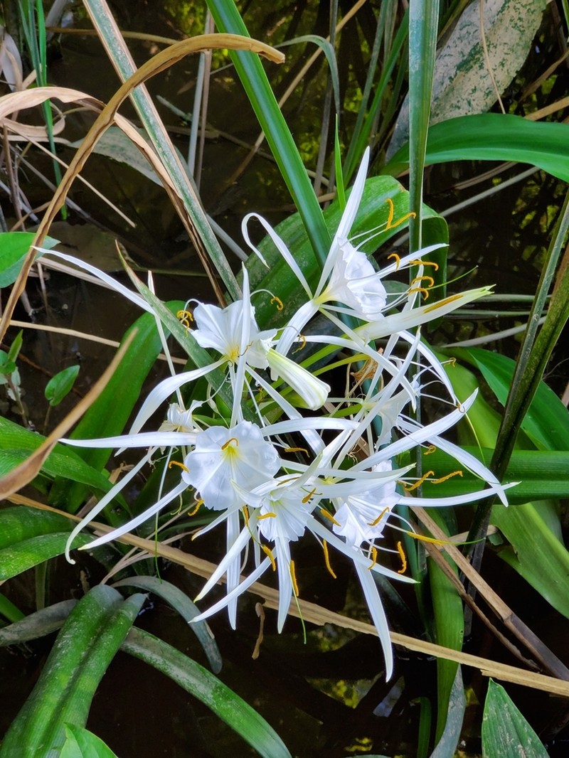 Choctaw Spiderlily photo 5