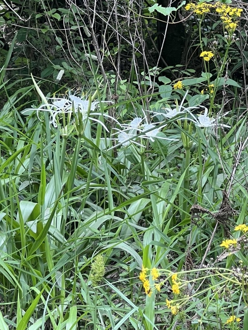 Choctaw Spiderlily photo 6