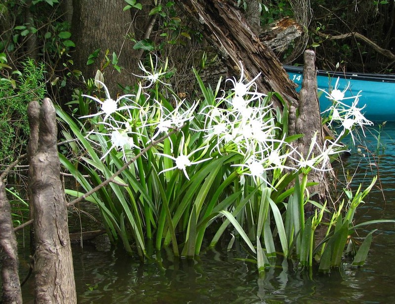 Choctaw Spiderlily photo 7