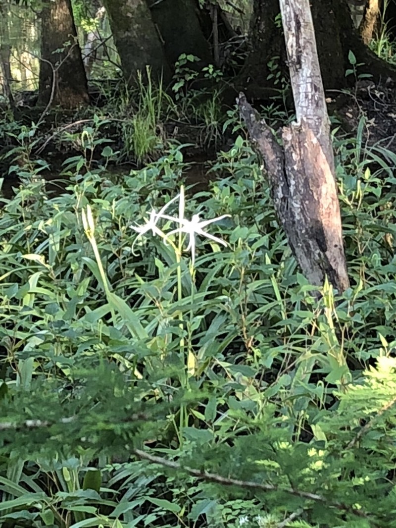 Choctaw Spiderlily photo 8