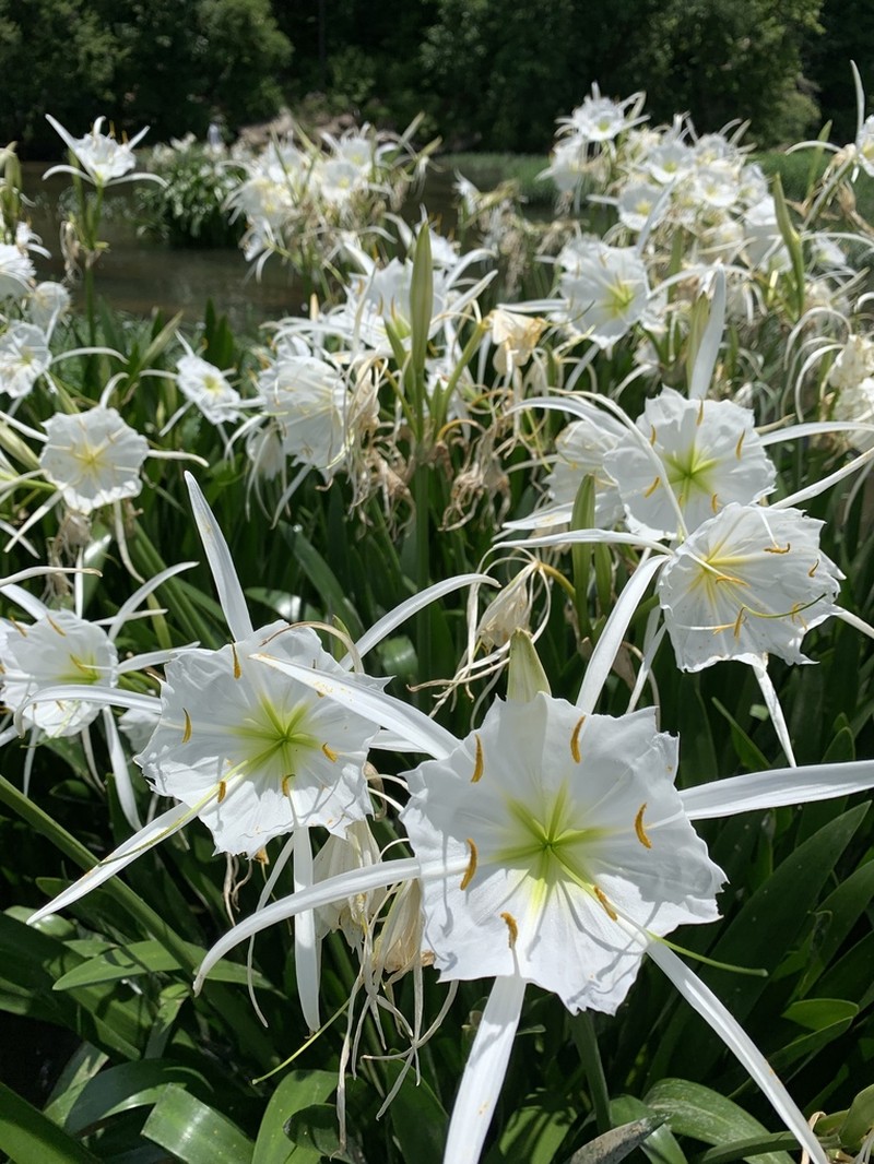 Shoals Spiderlily