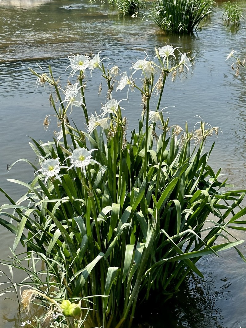 Shoals Spiderlily photo 2