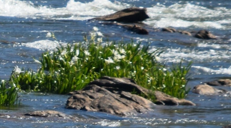 Shoals Spiderlily photo 3