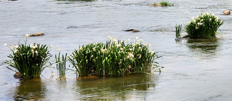 Shoals Spiderlily photo 4