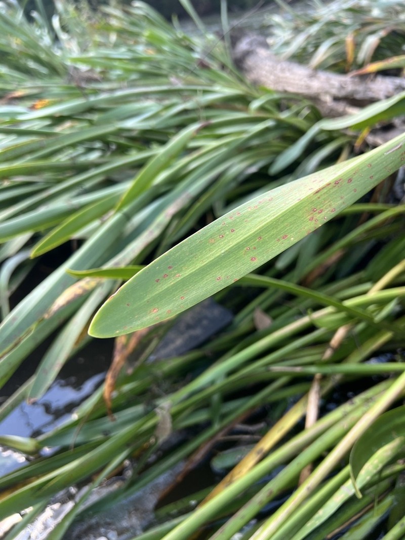Shoals Spiderlily photo 5