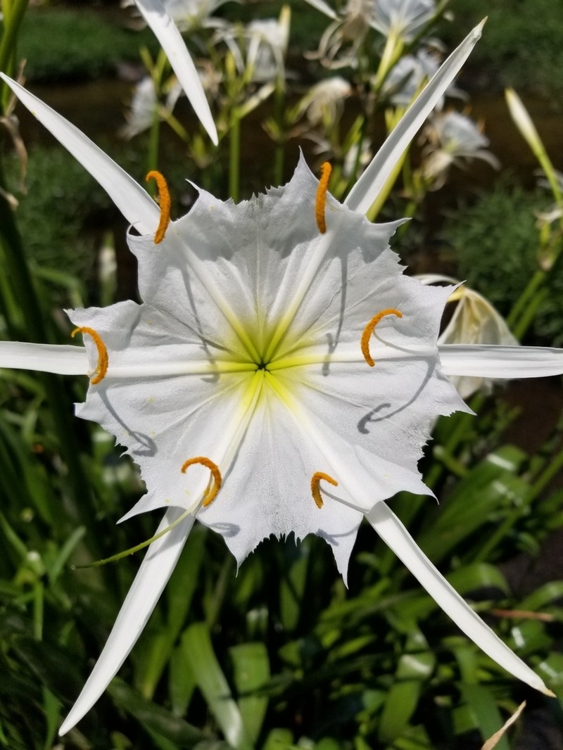 Shoals Spiderlily photo 6