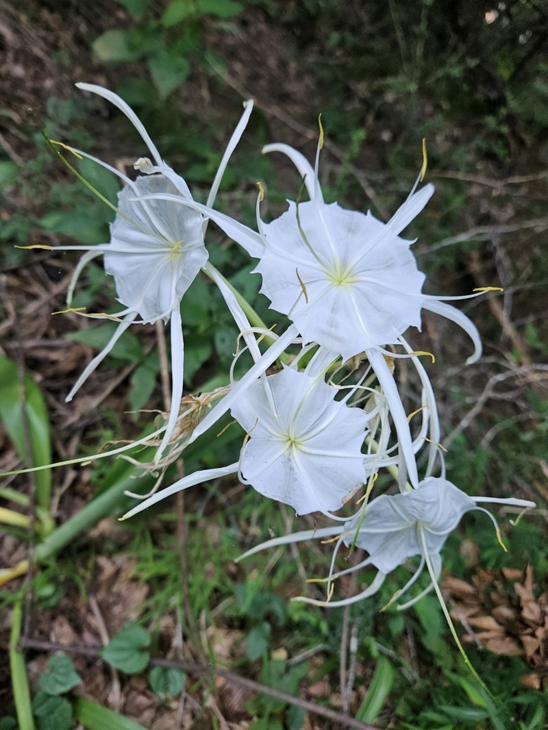Shoals Spiderlily photo 7