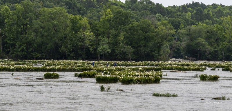 Shoals Spiderlily photo 8