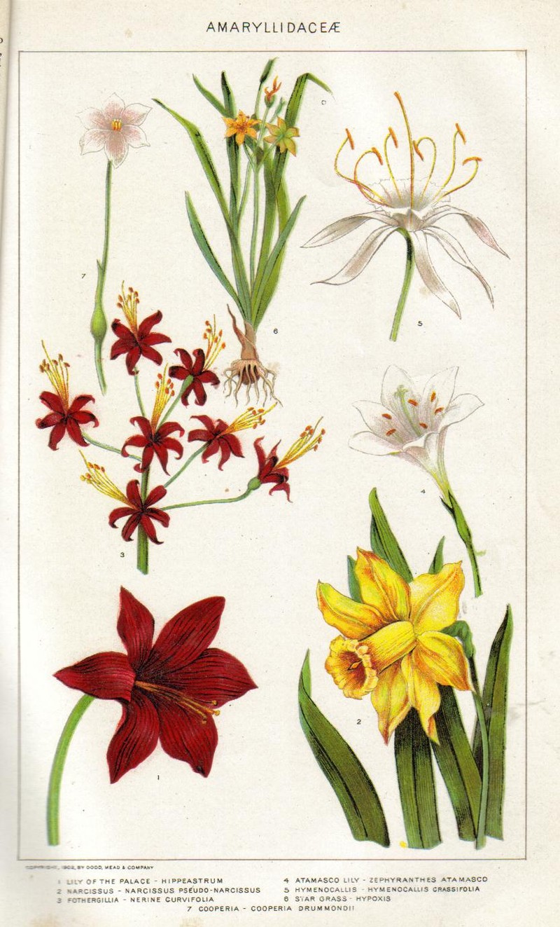 Coastal Carolina Spiderlily photo 2
