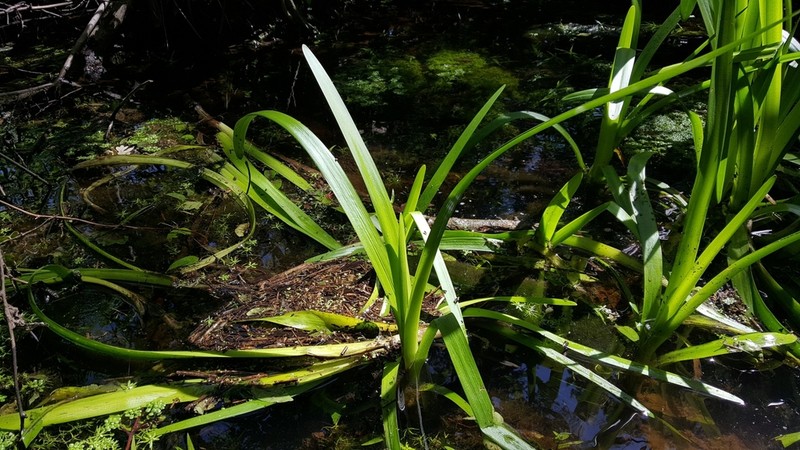Coastal Carolina Spiderlily
