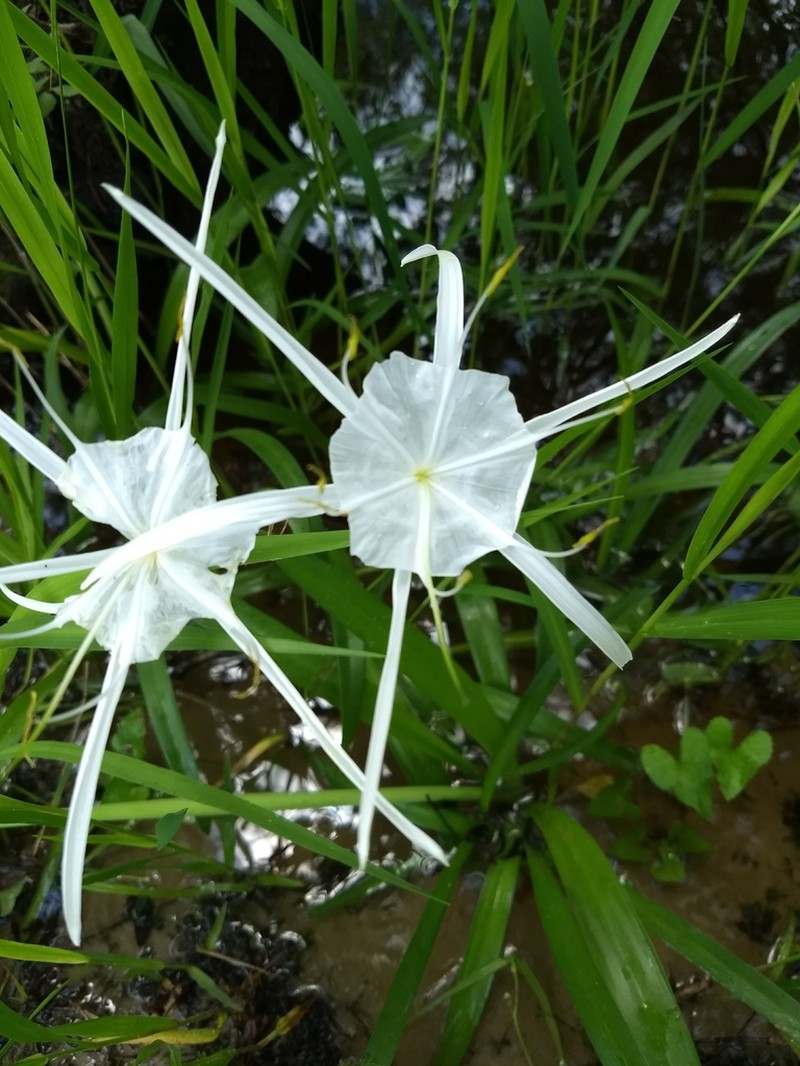 Coastal Carolina Spiderlily photo 2