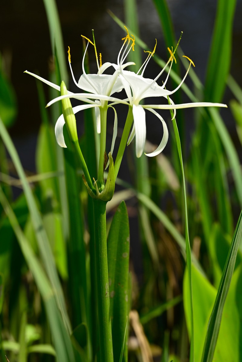 Coastal Carolina Spiderlily photo 3
