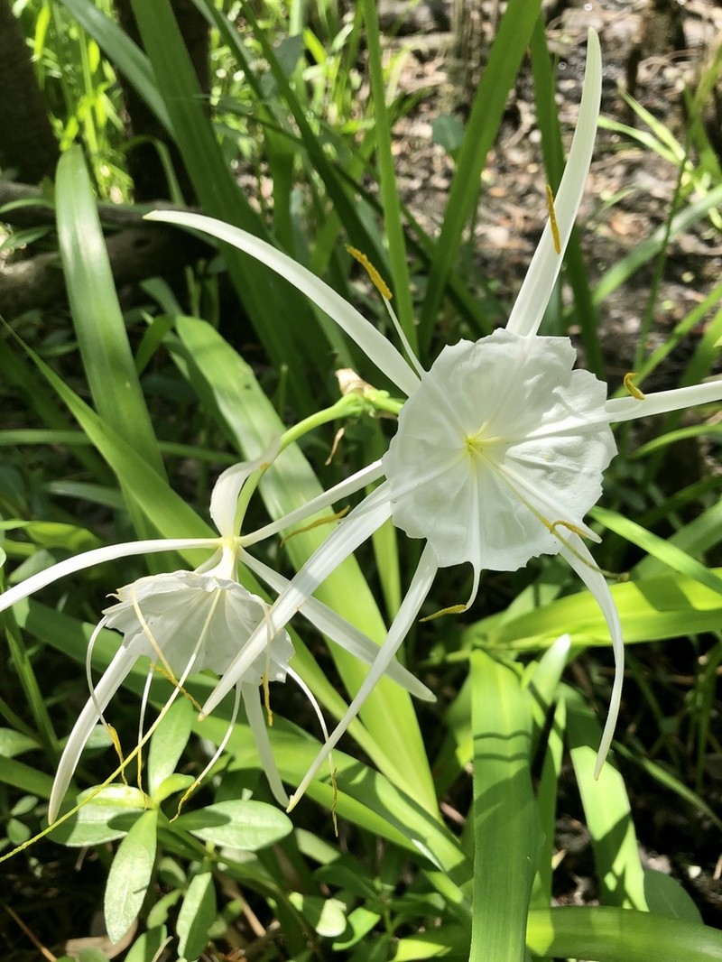 Coastal Carolina Spiderlily photo 4