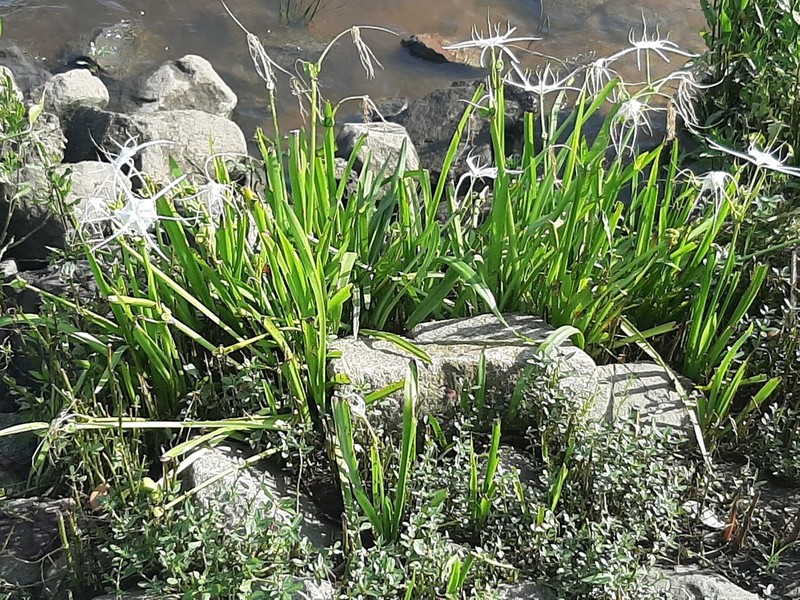 Coastal Carolina Spiderlily photo 5