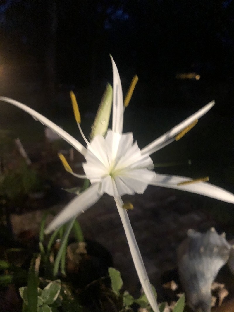 Coastal Carolina Spiderlily photo 6