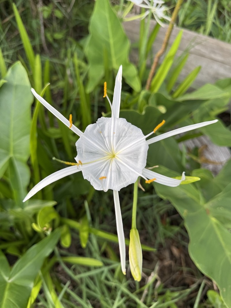 Coastal Carolina Spiderlily photo 7