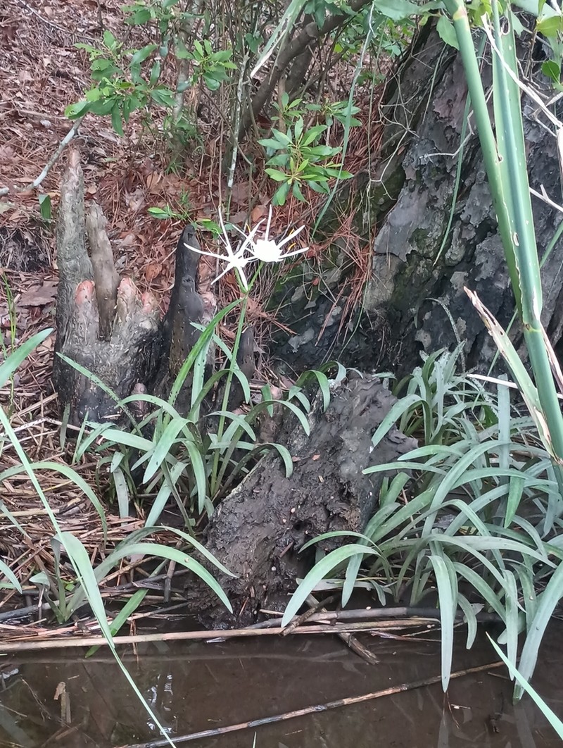 Coastal Carolina Spiderlily photo 8