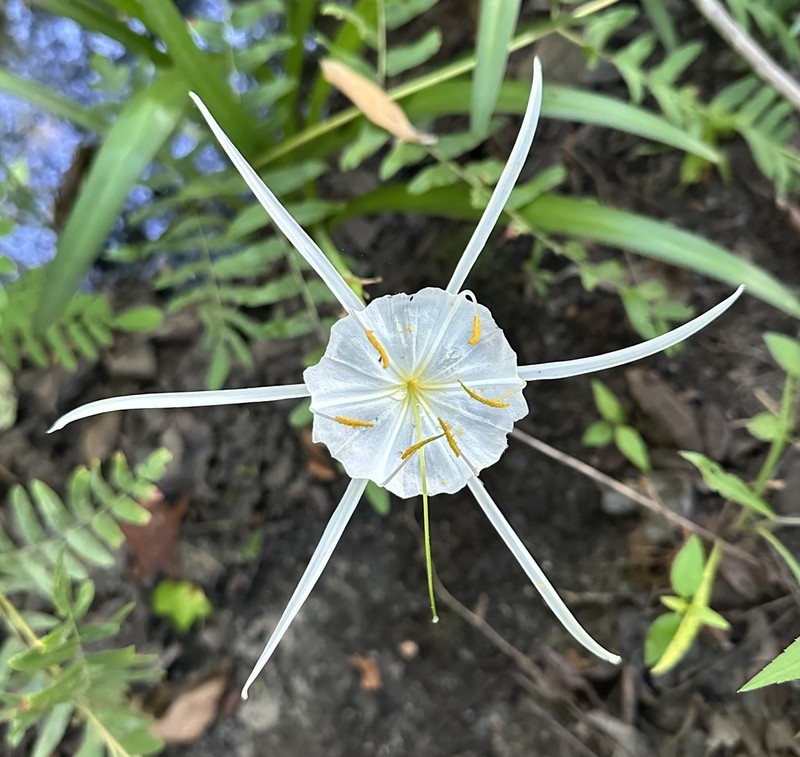 Dixie Spiderlily