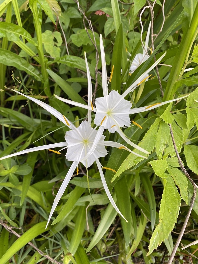Dixie Spiderlily photo 2