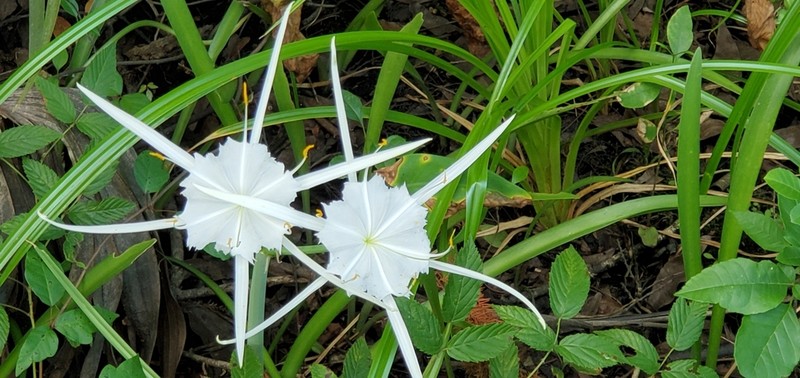 Dixie Spiderlily photo 3