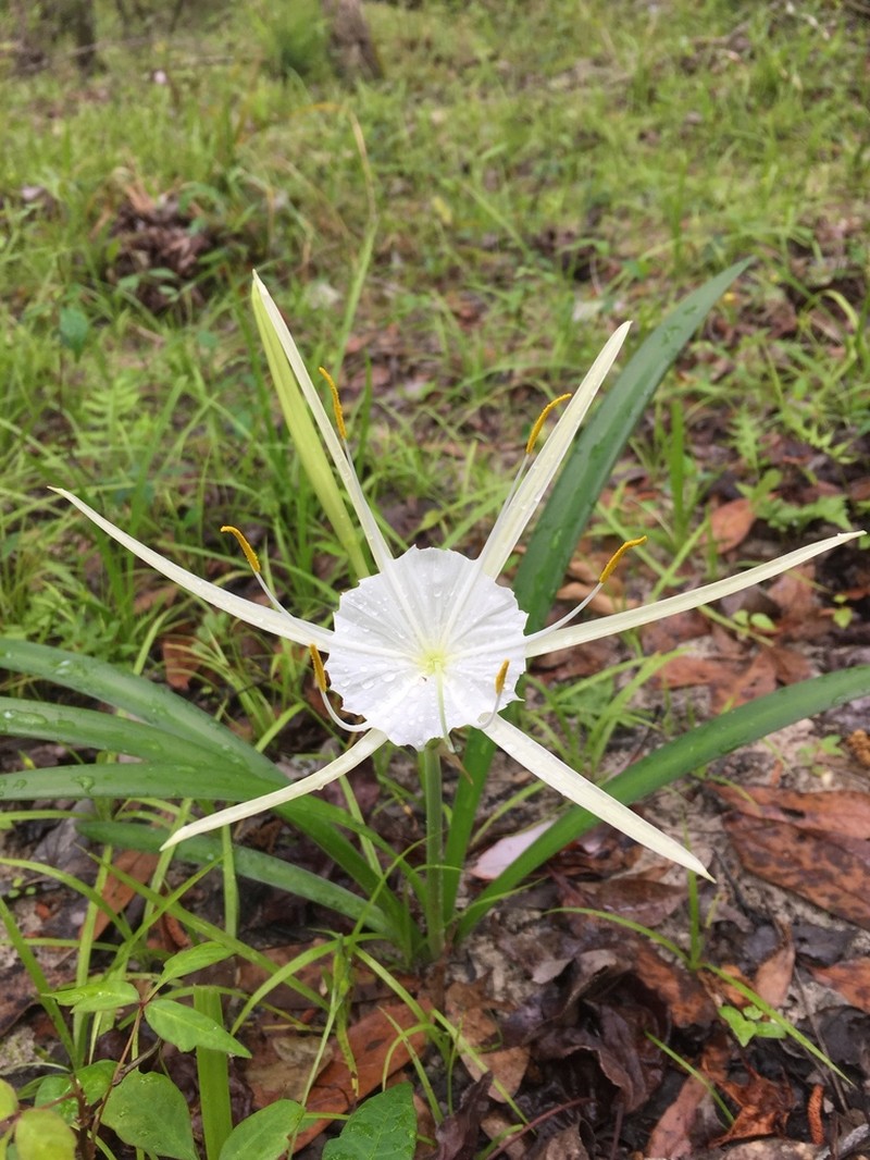Dixie Spiderlily photo 4