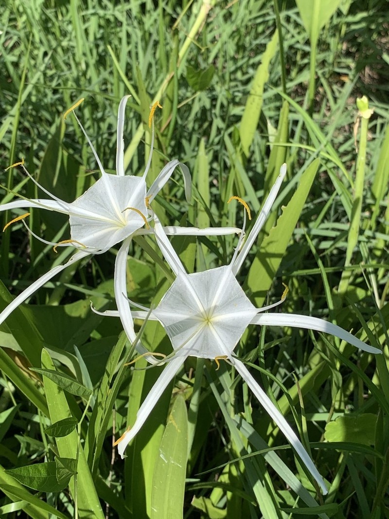 Dixie Spiderlily photo 5