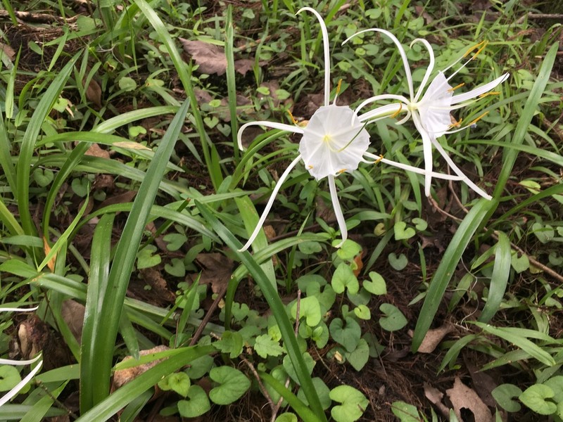 Dixie Spiderlily photo 6