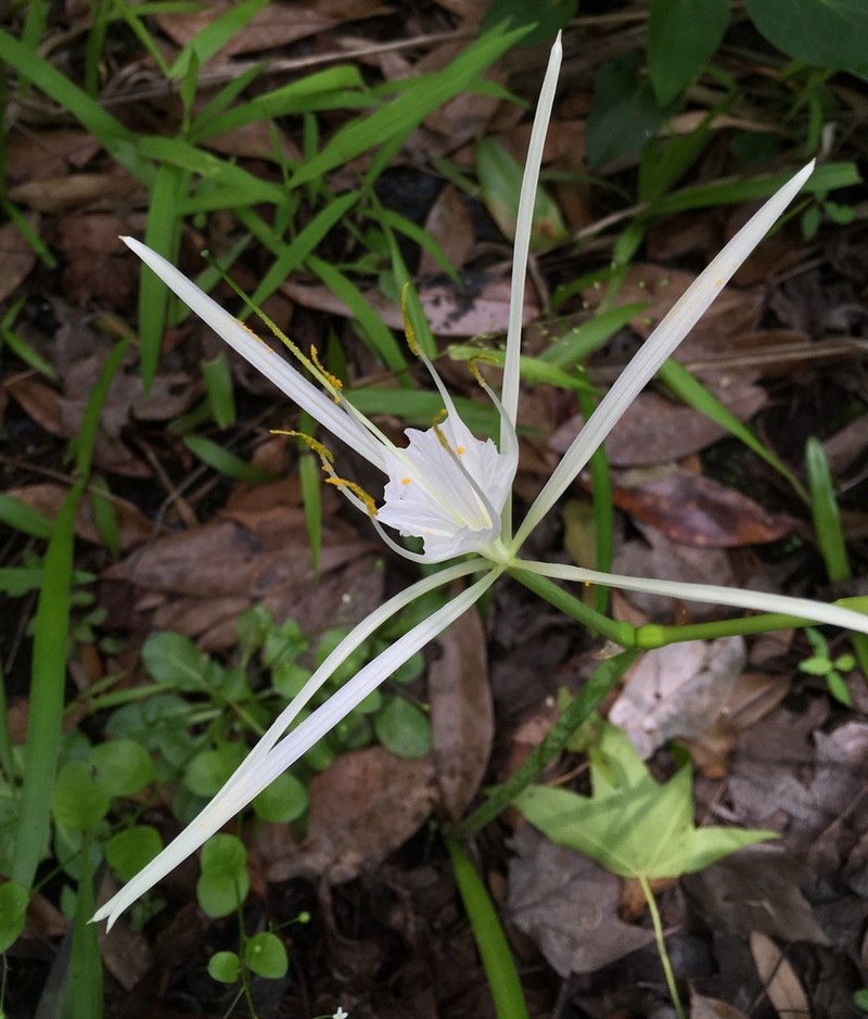 Dixie Spiderlily photo 7