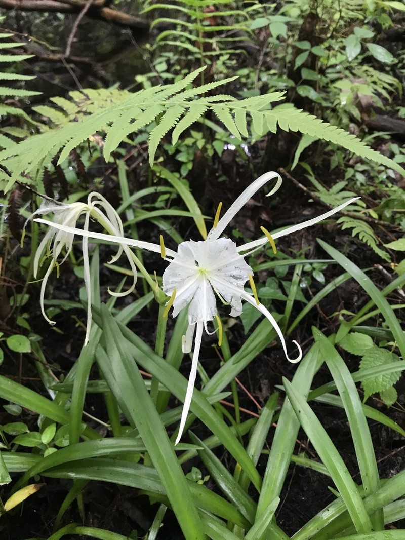 Dixie Spiderlily photo 8