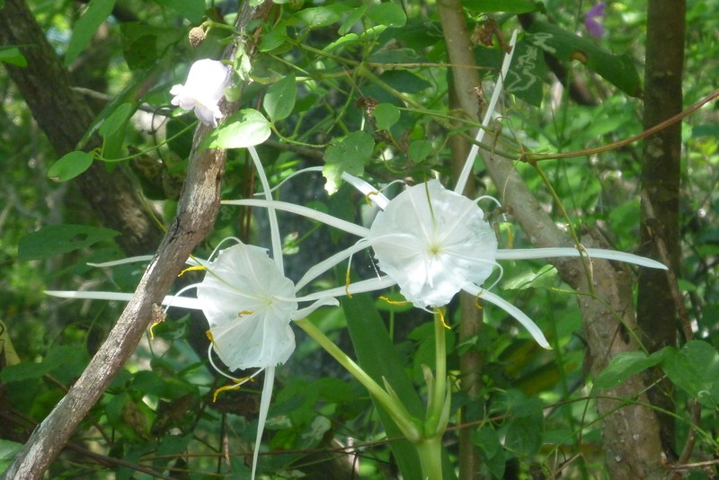 Franklin Spiderlily