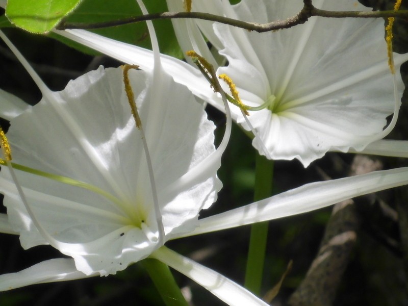 Franklin Spiderlily photo 2