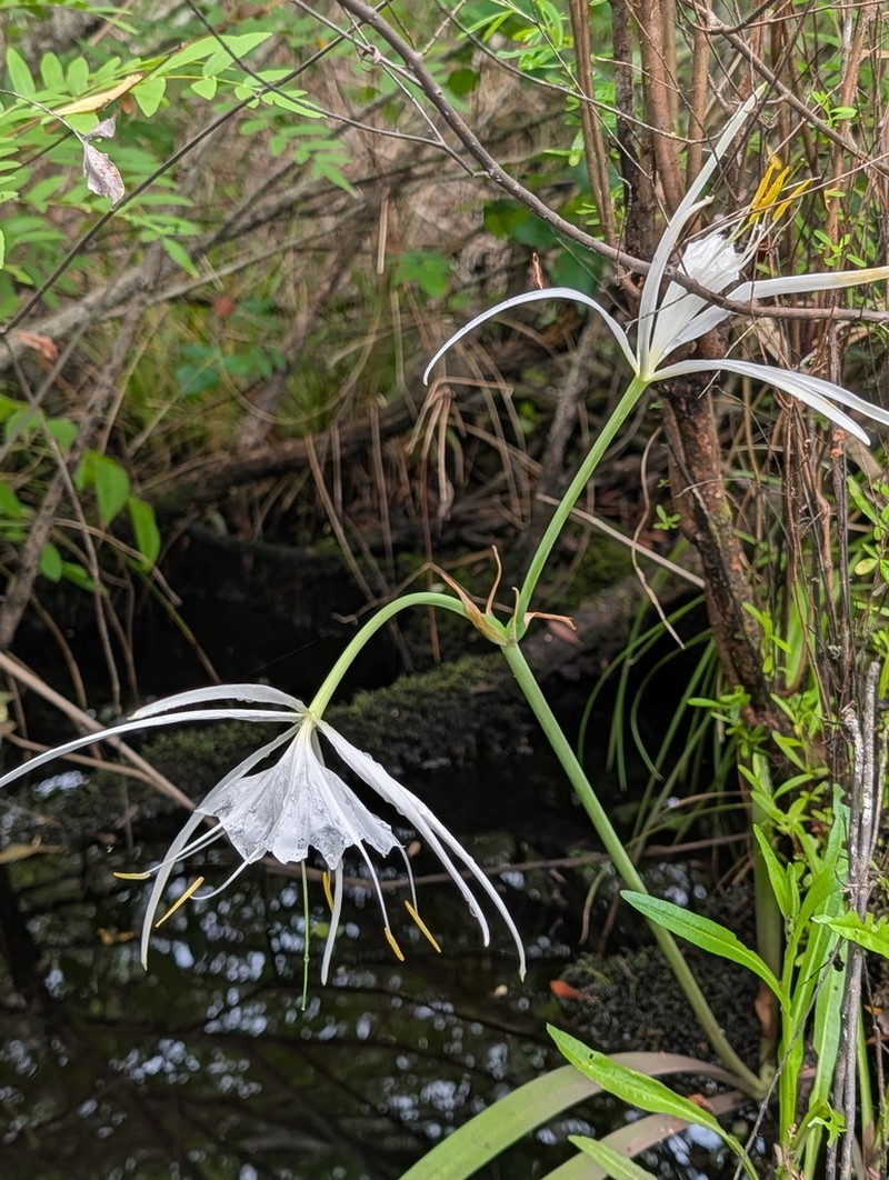 Franklin Spiderlily photo 3
