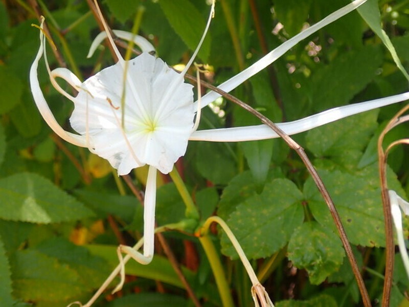 Franklin Spiderlily photo 4