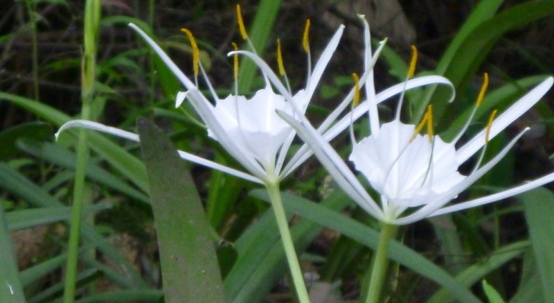 Franklin Spiderlily photo 5